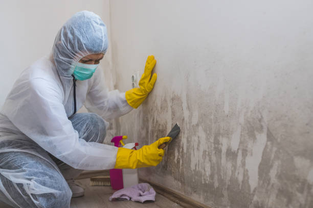Best Mold Cleaning Services  in Juarez, TX