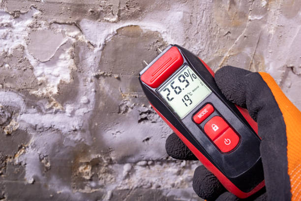 Best Black Mold Removal  in Juarez, TX