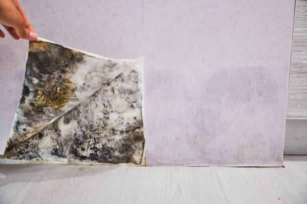 Best Mold Removal Company Near Me  in Juarez, TX